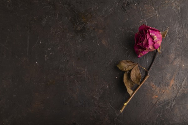 Withered dried pink Rose on black concrete background, top view, flat lay, copy space, minimalism