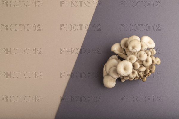 Raw Oyster mushroom, Pleurotus ostreatus on beige and gray pastel paper background. Top view, flat lay, copy space, minimalism