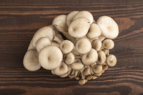 Raw Oyster mushroom, Pleurotus ostreatus on brown wooden background. Top view, flat lay, close up, minimalism