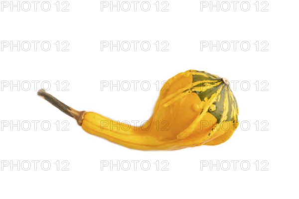 Decorative orange Pumpkin isolated on white background, top view, flat lay, close up, minimalism