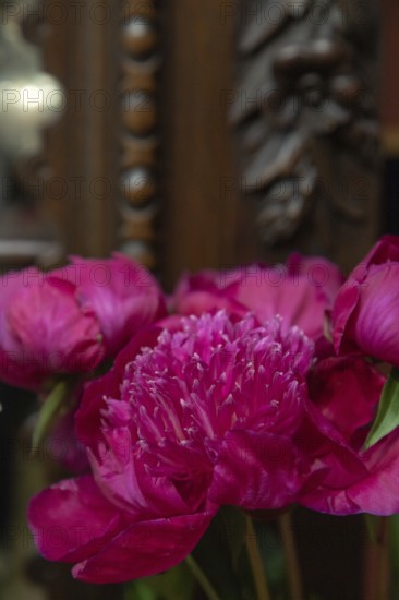 Beautiful red, burgundy peony Waikiki flower. Closeup. Blurred background, selective focus