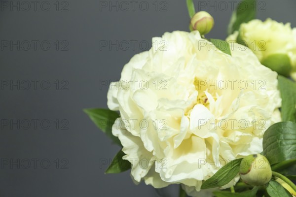 Beautiful yellow peony Sunny Girl flower. Closeup. Blurred background, selective focus