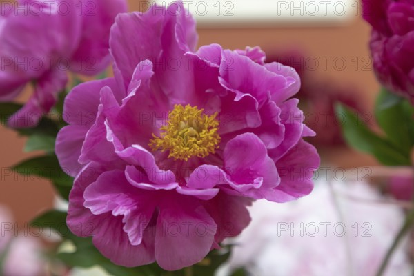 Beautiful pink purple peony Fairy Princess flower. Closeup. Blurred background, selective focus