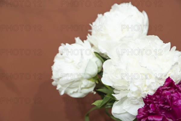 Beautiful white peony Argentina flower. Closeup. Blurred background, selective focus