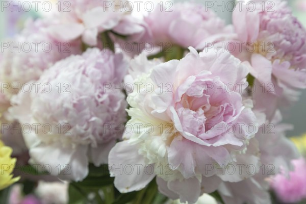 Beautiful pink peony Angel Cheeks flower. Closeup. Blurred background, selective focus