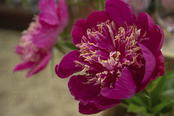 Beautiful red, burgundy peony Patricia Hanratty flower. Closeup. Blurred background, selective focus