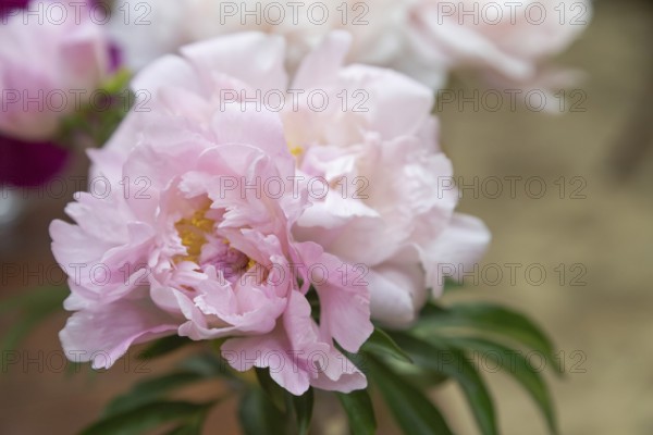 Beautiful pink purple peony Sweet Melody flower. Closeup. Blurred background, selective focus