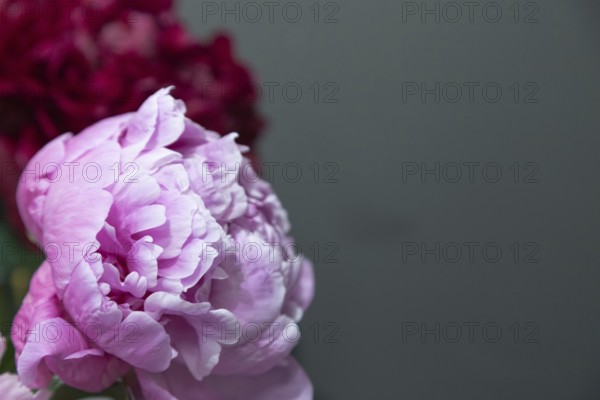 Beautiful pink peony Pink Giant flower. Closeup. Blurred background, selective focus