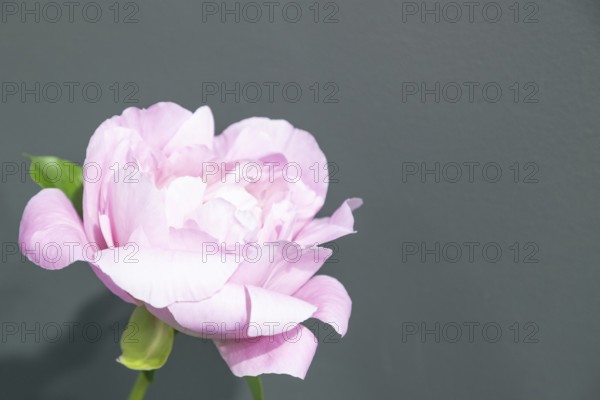 Beautiful pink peony Northwind Maiden flower. Closeup. Blurred background, selective focus