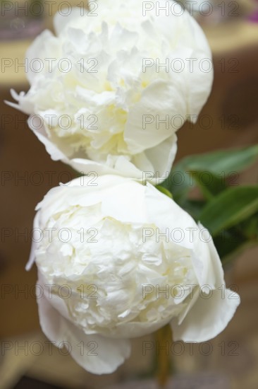 Beautiful white peony Bridal Gown flower. Closeup. Blurred background, selective focus