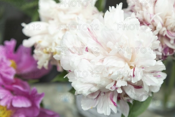 Beautiful pink peony Raspberry Clown flower. Closeup. Blurred background, selective focus