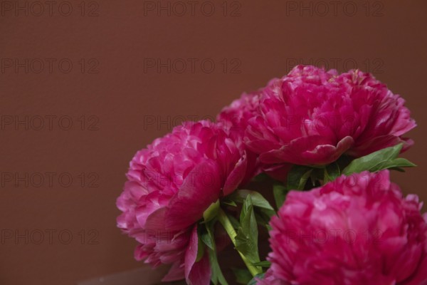Beautiful pink peony flower. Closeup. Blurred background, selective focus