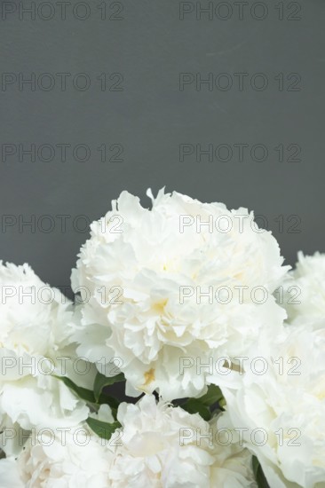 Beautiful white peony Brother Chuck flower. Closeup. Blurred background, selective focus