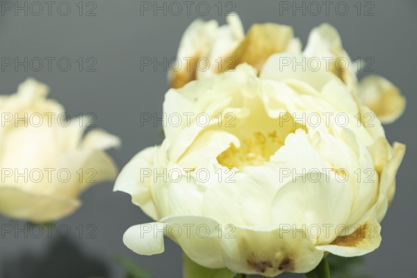 Beautiful yellow peony Kings Day flower. Closeup. Blurred background, selective focus