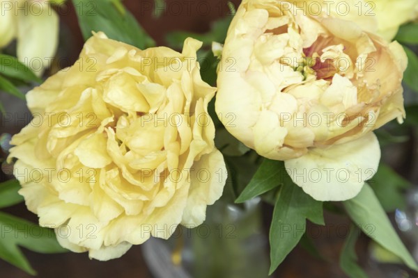 Beautiful orange peony Canary Brilliants flower. Closeup. Blurred background, selective focus