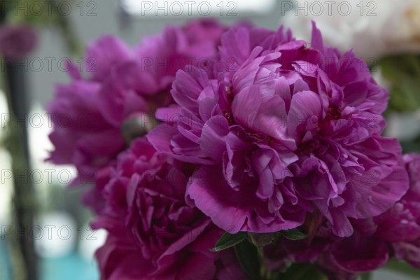 Beautiful red, burgundy peony Kansas flower. Closeup. Blurred background, selective focus