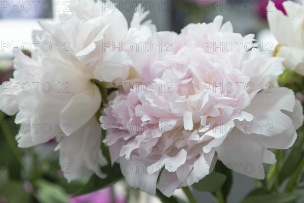 Beautiful pink peony Pillow talk flower. Closeup. Blurred background, selective focus