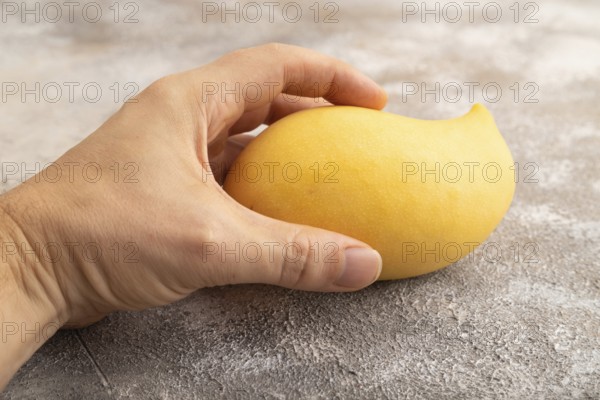 Orange mango with hand on concrete background. Side view, copy space. healthy food, minimalism