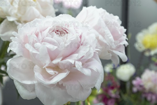 Beautiful pink peony Doris Cooper flower. Closeup. Blurred background, selective focus