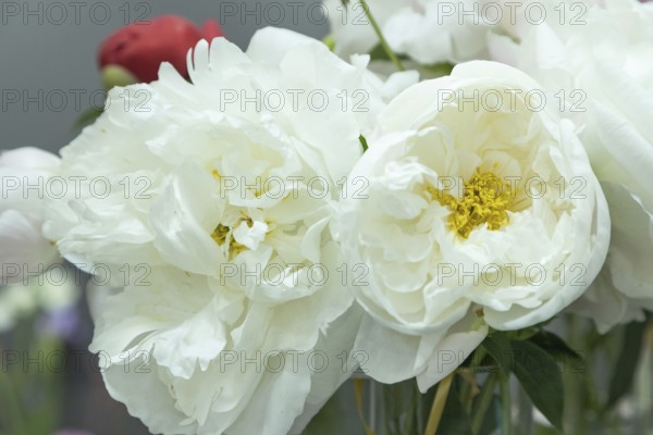 Beautiful white peony Miss America flower. Closeup. Blurred background, selective focus