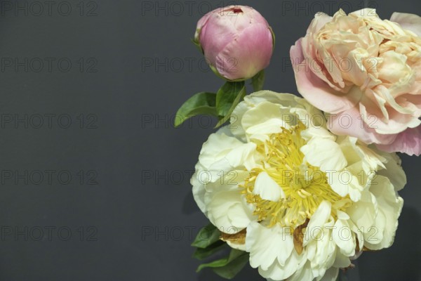 Beautiful yellow peony Kayleigh Ann flower. Closeup. Blurred background, selective focus