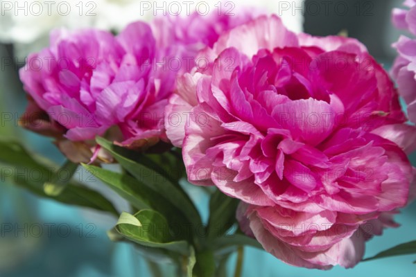 Beautiful pink peony Rose heart flower. Closeup. Blurred background, selective focus