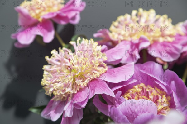 Beautiful pink peony Doreen flower. Closeup. Blurred background, selective focus