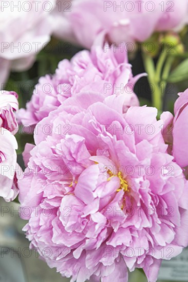 Beautiful pink peony Pink heart throb flower. Closeup. Blurred background, selective focus