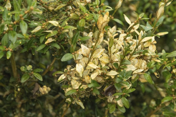 Boxwood bush, Buxus sempervirens, infested with Box tree moth, Cydalima perspectalis, caterpillars, feeding, pest