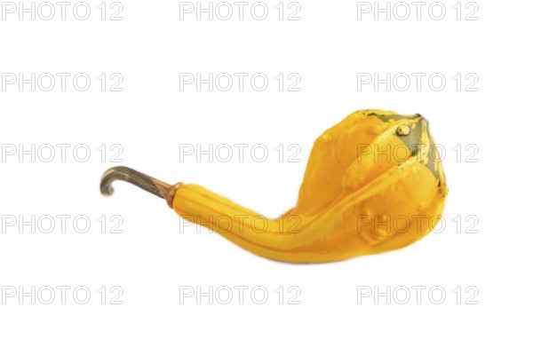 Decorative orange Pumpkin isolated on white background, side view, close up, minimalism