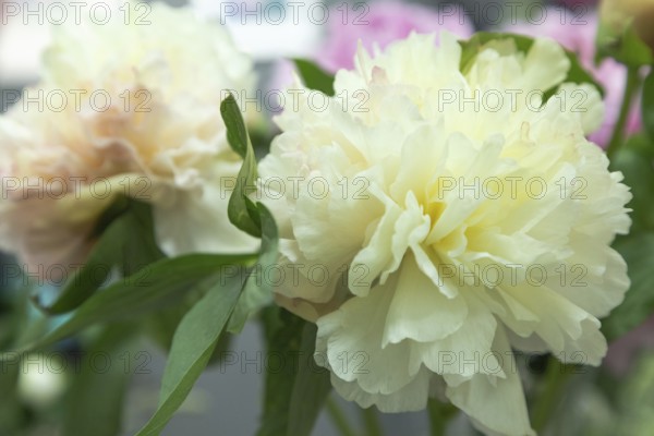 Beautiful white yellow peony Lois choice flower. Closeup. Blurred background, selective focus