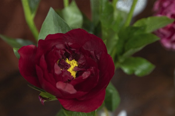 Beautiful red, burgundy peony The Mackinac Grand flower. Closeup. Blurred background, selective focus