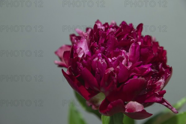 Beautiful red, burgundy peony Judy Becker flower. Closeup. Blurred background, selective focus