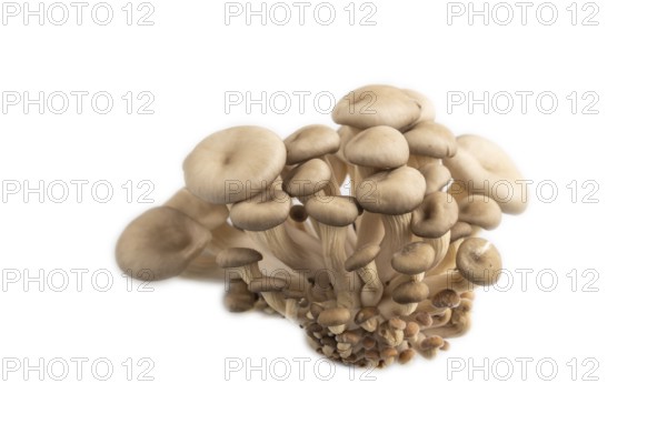 Raw Oyster mushroom, Pleurotus ostreatus isolated on white background. Side view, close up, minimalism