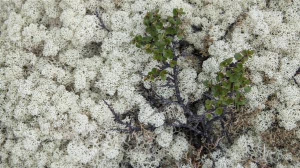 Ground vegetation with Reindeer lichen (Cladonia rangiferina), alpine tundra, Dovrefjell, Norway