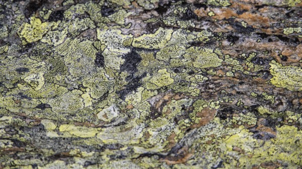 Close-up of lichen with green-yellow and brown patterns, Dovrefjell, Norway