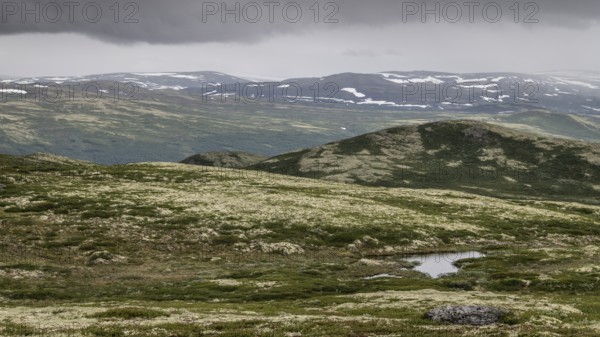 Vast fell or mountain landscape, ground vegetation with Reindeer lichen (Cladonia rangiferina), alpine tundra, Dovrefjell, Norway