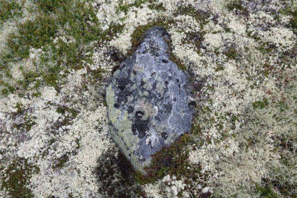 A single stone surrounded by Reindeer lichen (Cladonia rangiferina), alpine tundra, Dovrefjell, Norway