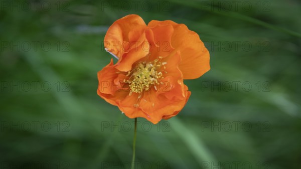 Red poppy blossom, Gudbrandsdalen or Gudbrandsdalen Valley, Norway