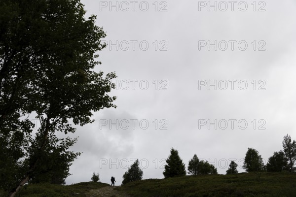 Silhouette of a pilgrim in the distance, trees, pilgrimage route Olavsweg or Olavsleden, old Kongevegen or King's Road over Dovrefjell, Norway