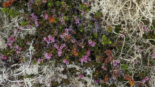 Ground vegetation with Alpine Azalea (Loiseleuria procumbens) and Reindeer lichen (Cladonia rangiferina), alpine tundra, Dovrefjell, Norway