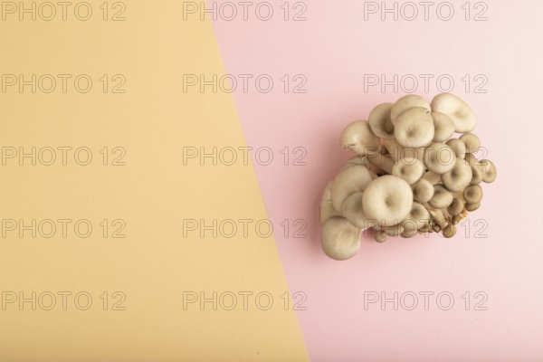 Raw Oyster mushroom, Pleurotus ostreatus on pink and orange pastel paper background. Top view, flat lay, copy space, minimalism