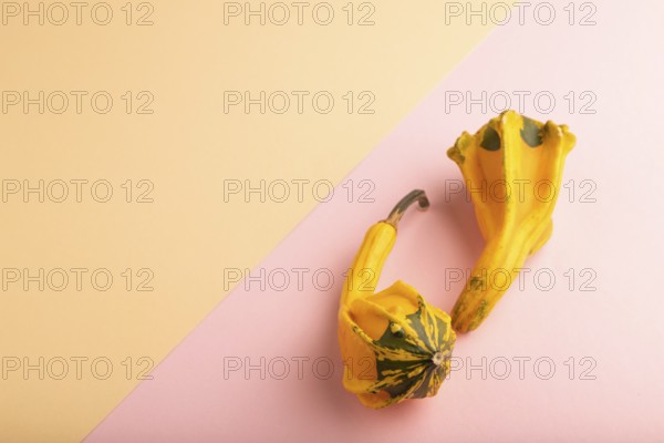 Two decorative orange Pumpkins on pink and orange pastel paper background, side view, copy space, minimalism
