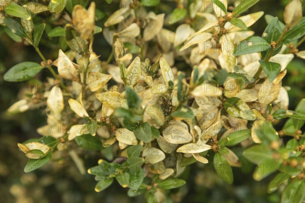 Boxwood bush, Buxus sempervirens, infested with Box tree moth, Cydalima perspectalis, caterpillars, feeding, pest