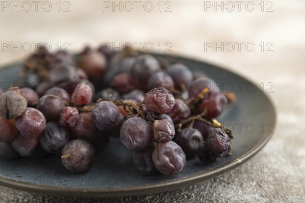 Bunches of rotten and Dry Red wine grapes on blue plate on brown concrete background, harvest, decay. Side view, close up, selective focus