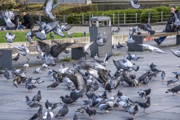 Pigeons, city pigeons, were fed with bread by humans, in the city centre of Essen, North Rhine-Westphalia, Germany