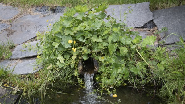 Wasser fließt aus einem kleinen Rohr, St. Olavs-Quelle, bei Dovre, Pilgerweg Olavsweg oder Olavsleden, Gudbrandsdalen oder Gudbrandstal, Norwegen