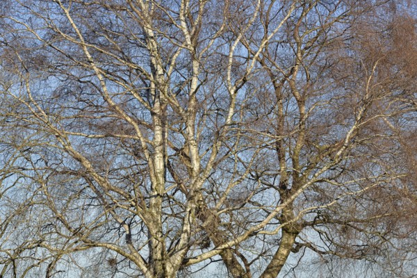Birke (Betula), Blick in die Baumkronen, blauer Wolkenhimmel, Nordrhein-Westfalen, Deutschland