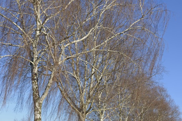 Birke (Betula), Baumreihe, Blick in die Baumkronen, blauer Wolkenhimmel, Nordrhein-Westfalen, Deutschland