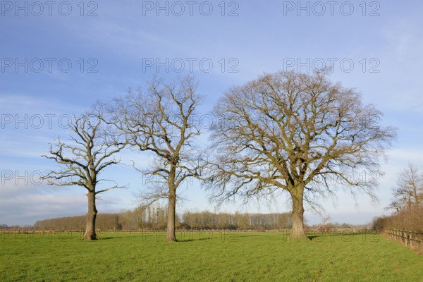 Drei kahle Laubbäume, Eiche (Quercus) auf einer Wiese, links ein stehendes Totholz, blauer Wolkenhimmel, Nordrhein-Westfalen, Deutschland